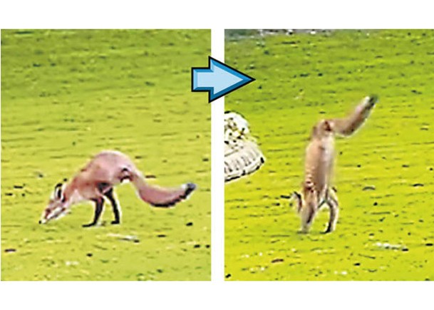 狐狸能夠透過兩條腿直立。