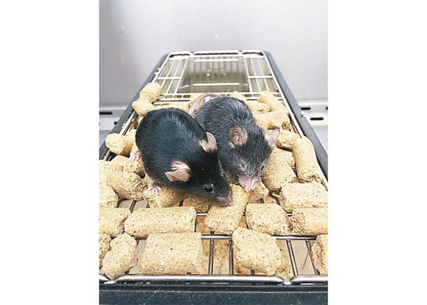 研究人員成功控制老鼠身體衰老狀態。