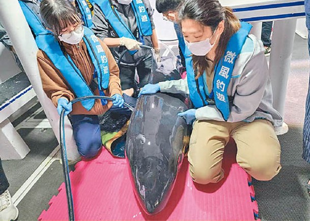 抹香鯨擱淺海灘  義工合力放生