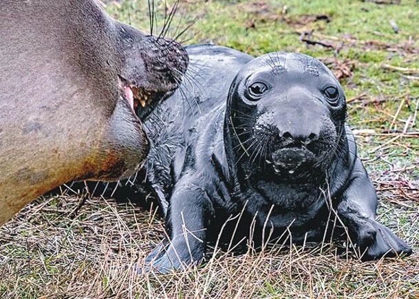 海豹幼崽誕生畫面被捕捉下來。