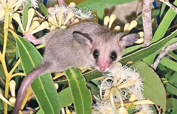 侏儒負鼠是埃斯佩蘭斯地區的土生物種。