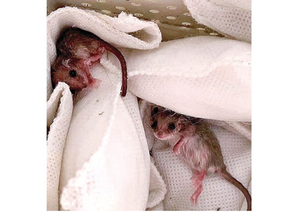 負鼠兄弟在保溫箱中安全成長。