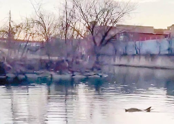 保育見效  海豚重返紐約河