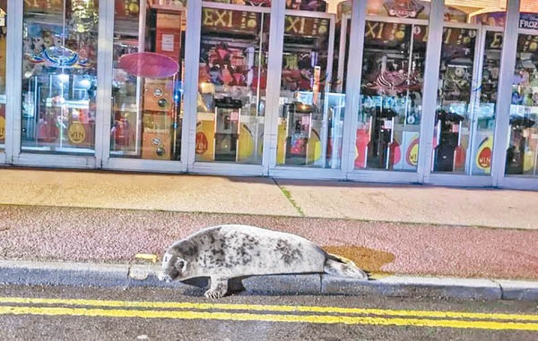 海豹躺在英國諾福克郡赫姆斯比的街上。