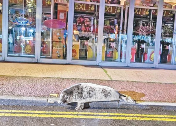 海豹躺在英國諾福克郡赫姆斯比的街上。