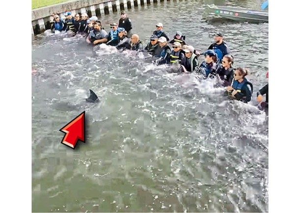 海豚困河兩周  築人鏈施救