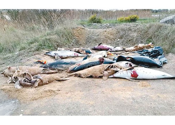 法國西岸近年有大批重傷海豚沖到岸上。