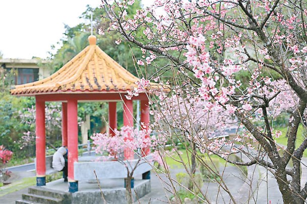 台灣多地櫻花進入花期。