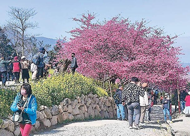 大批遊客到景區賞花。