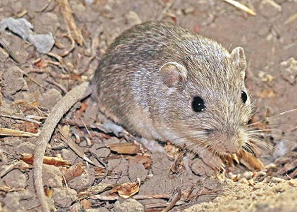 帕特的鼠種為太平洋袖珍鼠（圖）。