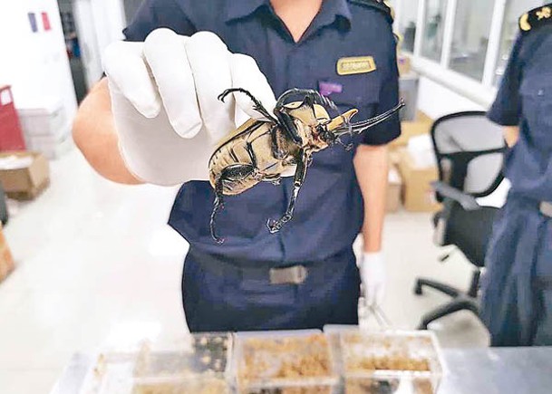 上海海關發現活體甲蟲。