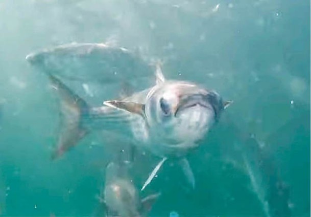 水中無人機能在海中拍攝養殖魚類的影像。