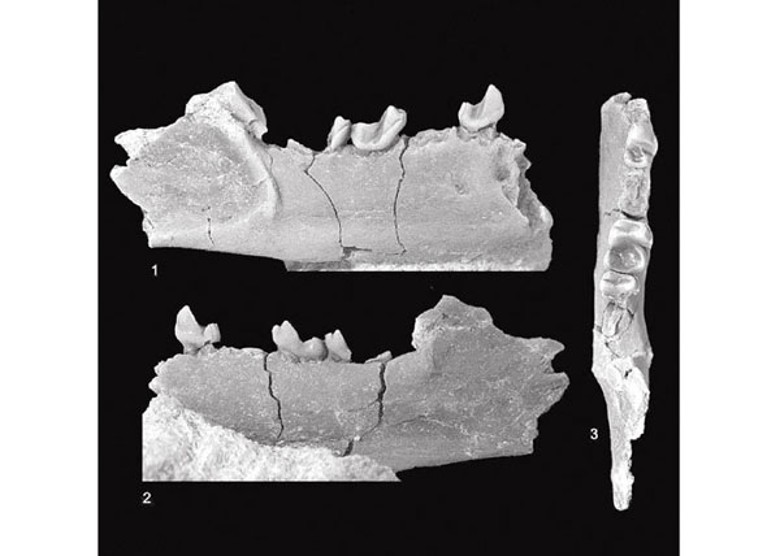 牙齒化石在艾伯塔省南部出土。