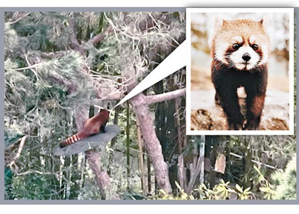 小熊貓爬樹逃離動物園