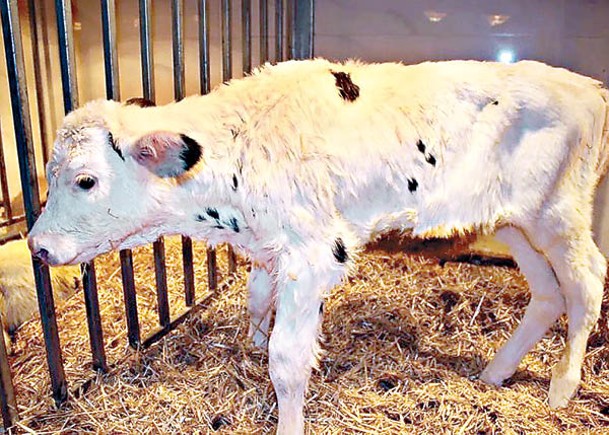 寧夏採用體細胞複製高產奶牛