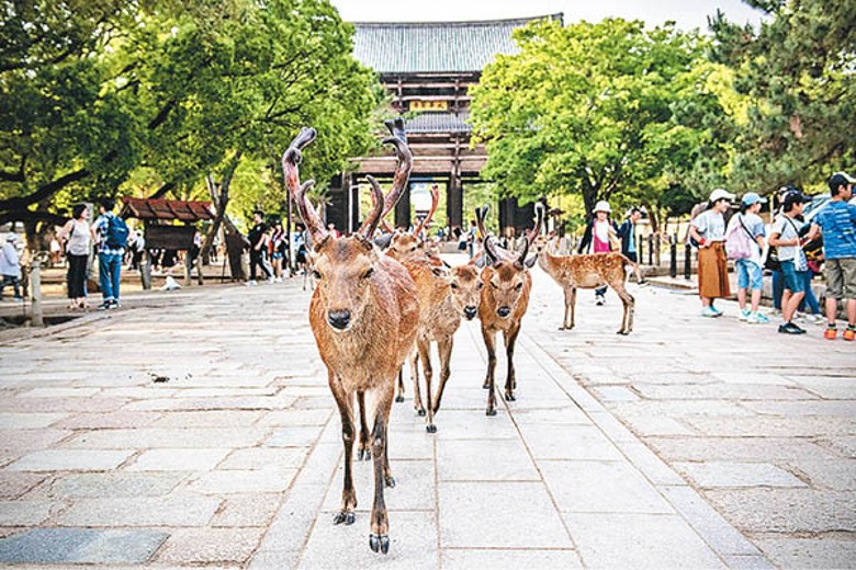 奈良鹿獲日本指定為國家天然紀念物野生動物。（Getty Images圖片）