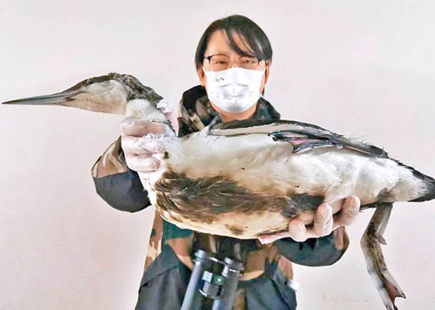 罕見潛鳥沾油污亡  擬製標本警惕