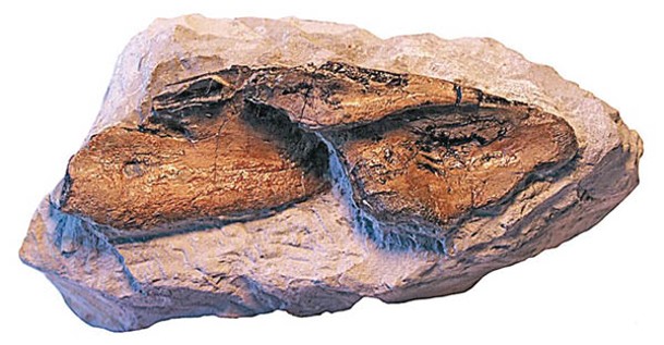 該化石保存完好，有助專家加深了解該物種。