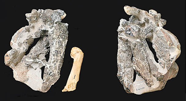 化石在新西蘭出土。