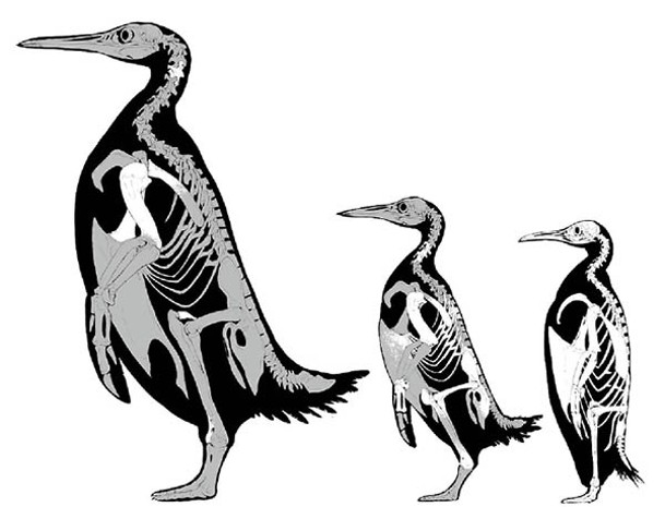（左起）碧絲巨鳥企鵝、Petradyptes stonehousei及皇帝企鵝對比圖。