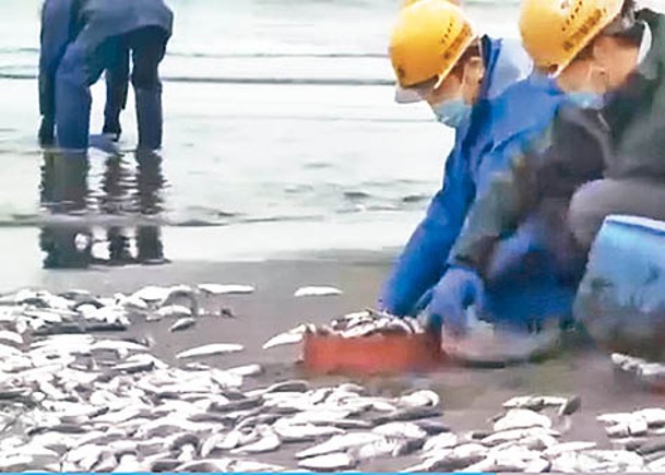 大量沙甸魚伏屍海灘。