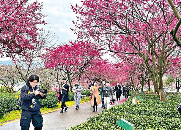 遊客前往觀賞櫻花。