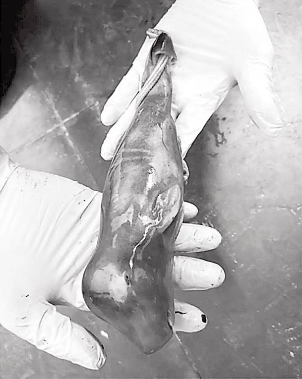 解剖人員發現成形鯨魚幼崽。
