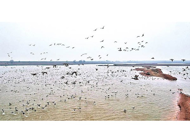 洞庭湖是國際鳥類重要的越冬地之一。（中新社圖片）
