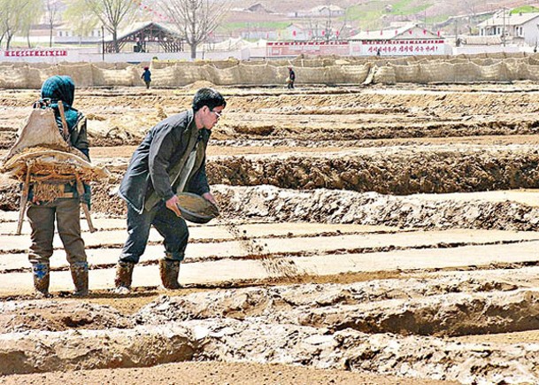 南韓認為北韓局部地區糧荒極其嚴重；圖為北韓農民耕作。