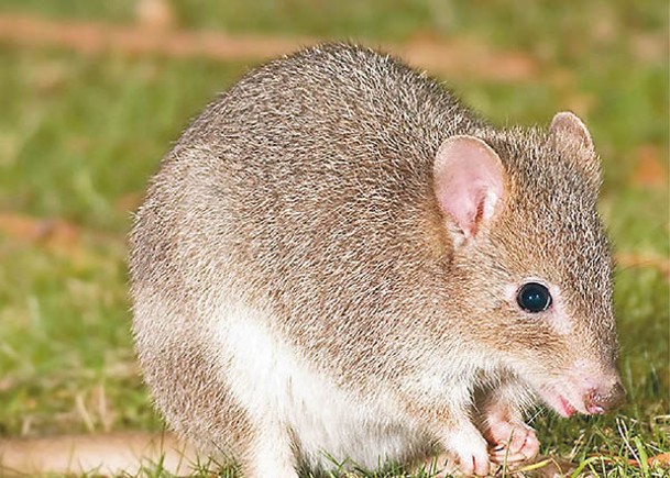 40蓋氏袋鼠遷悉尼  重建新省生態