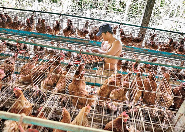 柬埔寨爆H5N1禽流感  世衞憂慮