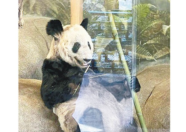 旅美大熊貓解剖  初判心臟病變為死因