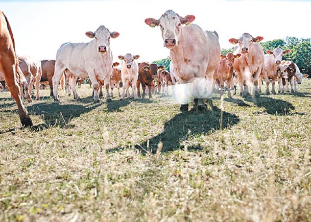 海藻添加劑可助降牛隻的甲烷排放量。（Getty Images圖片）