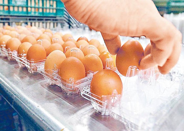 台灣雞蛋短缺仍未解決。（中時電子報圖片）