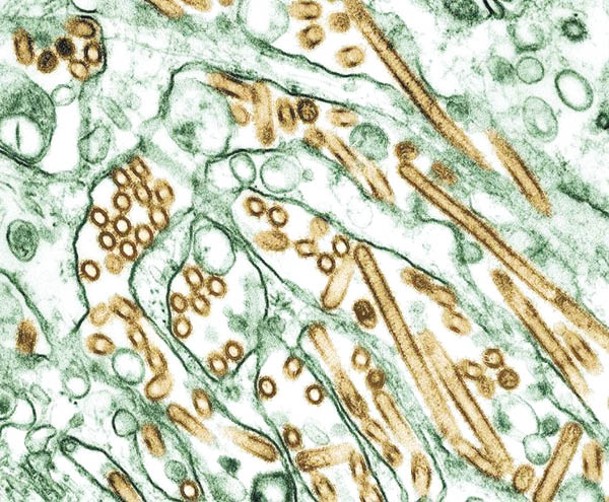 H5N1病毒株傳播廣泛。