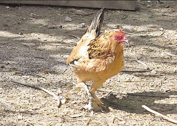 母雞「花生」成為現存最長命雞隻。