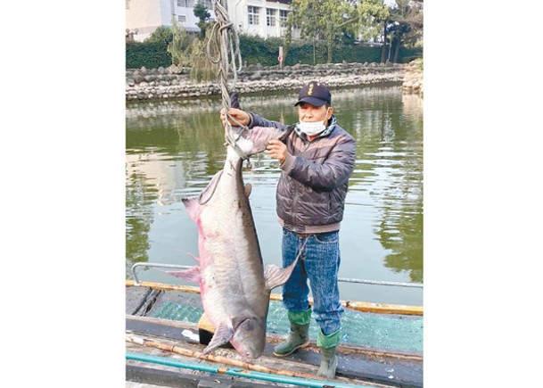 台南公園水池  撈出36公斤大魚