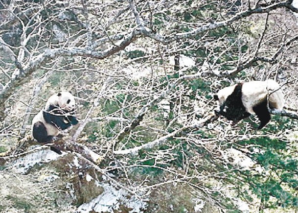 雄性大熊貓（左）與雌性大熊貓（右）在樹上「談戀愛」。