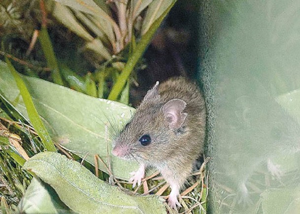 新荷蘭鼠在澳洲維多利亞省屬於瀕危物種。