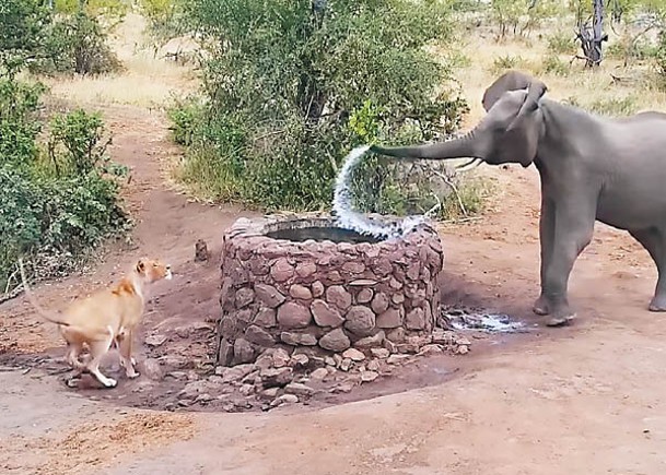 大象噴水嚇走獅子