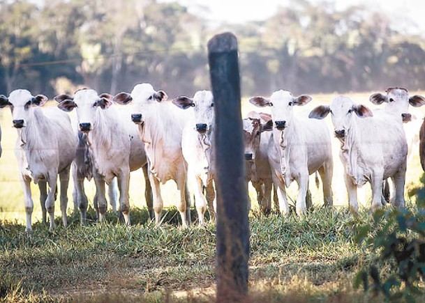巴西冀中方修改輸出牛肉協議