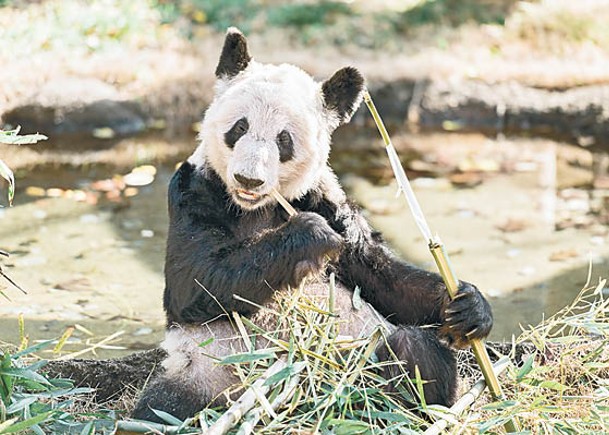 大熊貓「丫丫」傳出健康疑慮。