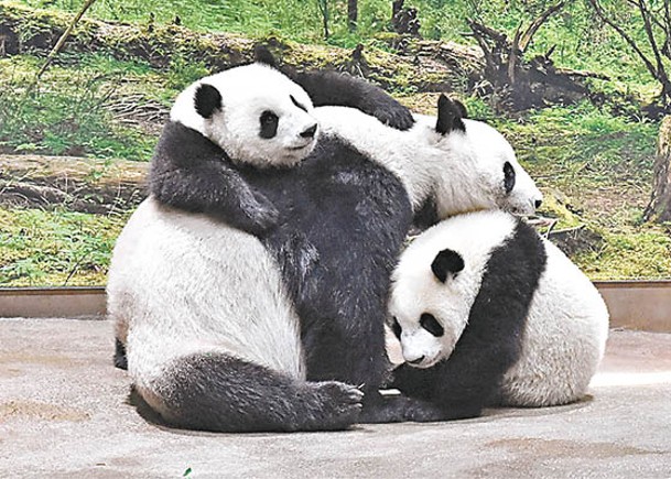 大熊貓雙胞胎  訓練獨立生活