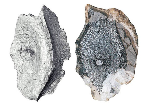 挪威出土2.5億年魚龍化石
