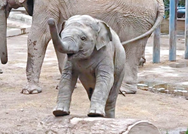 濟南動物園  亞洲象突發病致死