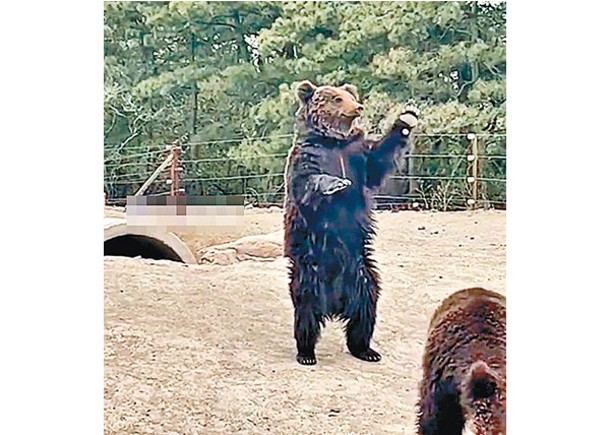 棕熊站起來準備接受投餵。