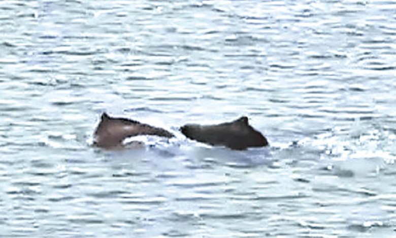 中華白海豚出現在三百門港附近海域。
