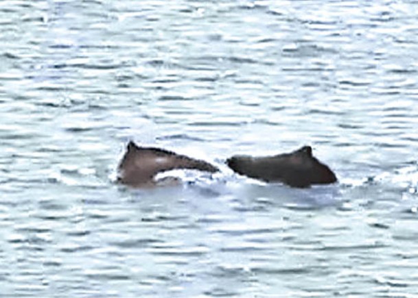 中華白海豚聯群嬉戲  海警護航