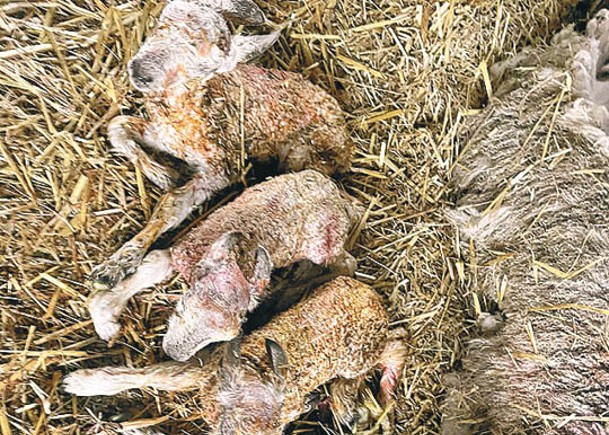 英母羊誕6胞胎  破郡內紀錄