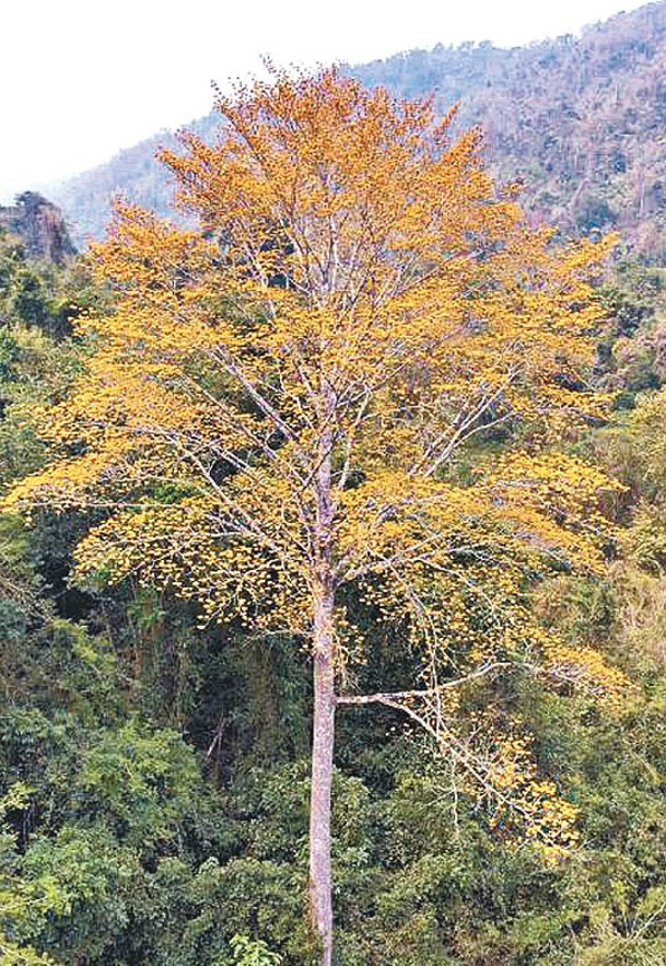大花舟翅桐樹幹高達數十米。